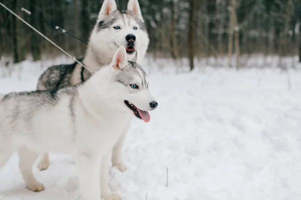 Zár Megjelöl Kilátás Nagy Szibériai Husky Kutyák Ban Winter Park — Stock Fotó