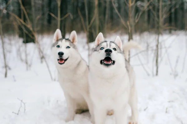 Vista Cerca Los Grandes Perros Husky Siberianos Parque Invierno —  Fotos de Stock