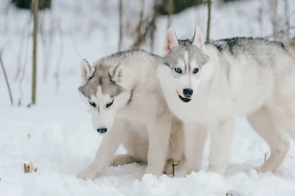 Zbliżenie Wielki Syberyjski Plewiasty Psów Winter Park — Zdjęcie stockowe