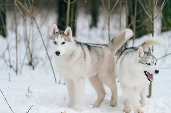 Крупные Сибирские Собаки Хаски Зимнем Парке — стоковое фото