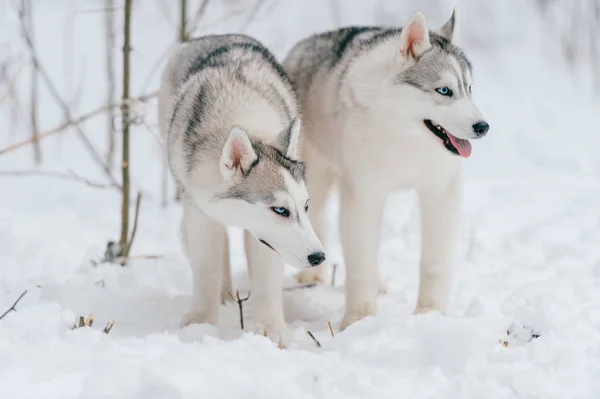 Vista Cerca Los Grandes Perros Husky Siberianos Parque Invierno —  Fotos de Stock