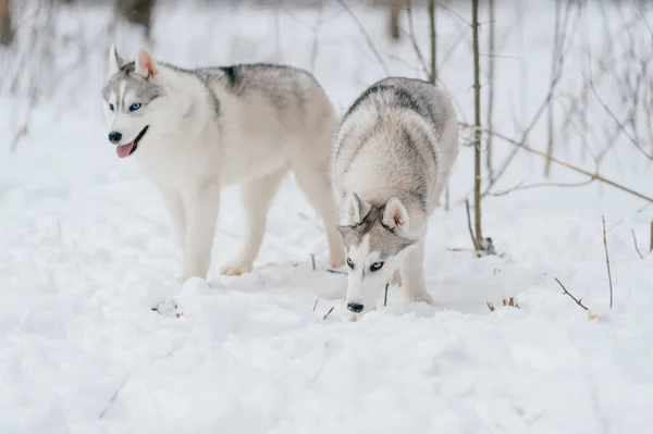 Zár Megjelöl Kilátás Nagy Szibériai Husky Kutyák Ban Winter Park — Stock Fotó