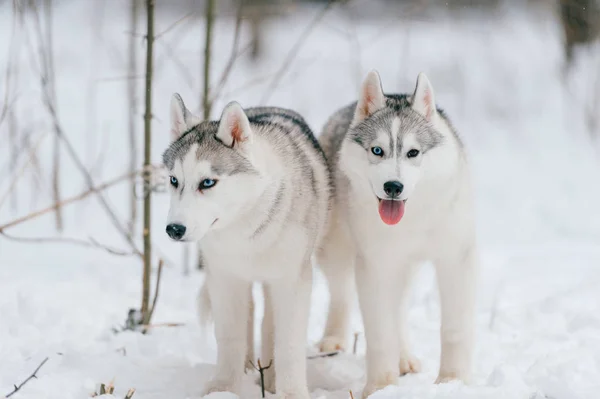 Zblízka Pohled Velký Sibiřský Husky Psů Destinaci Winter Park — Stock fotografie