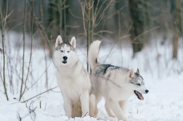 Stäng Upp Stora Siberian Husky Hundar Vinterparken — Stockfoto