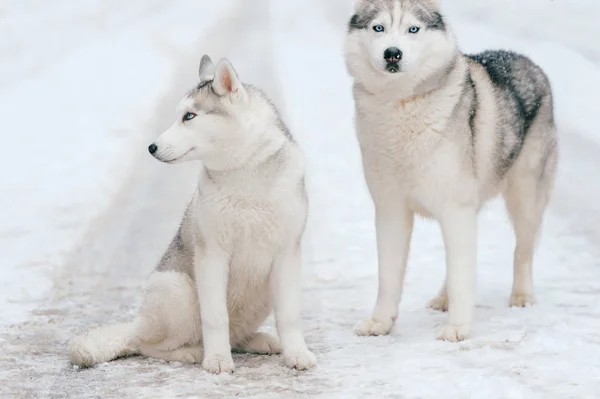 Vista Perto Cães Grandes Siberianos Husky Parque Inverno — Fotografia de Stock