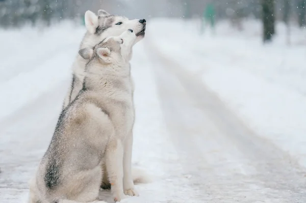 Vista Cerca Los Grandes Perros Husky Siberianos Parque Invierno — Foto de Stock