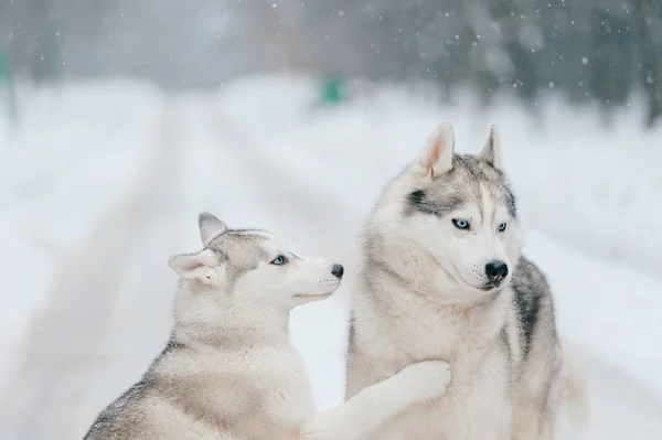 Vista Cerca Los Grandes Perros Husky Siberianos Parque Invierno —  Fotos de Stock