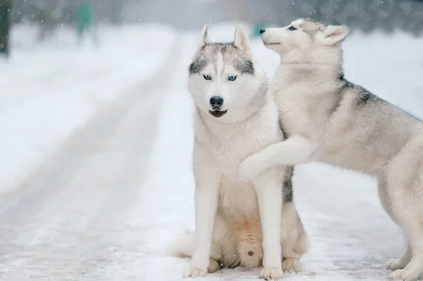 Stäng Upp Stora Siberian Husky Hundar Vinterparken — Stockfoto