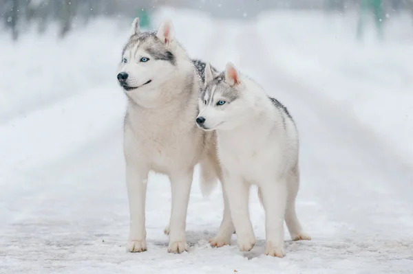Close View Big Siberian Husky Dogs Winter Park — Stock Photo, Image