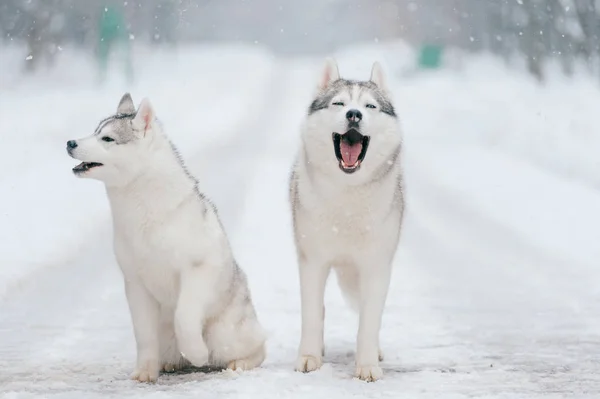 Vista Cerca Los Grandes Perros Husky Siberianos Parque Invierno —  Fotos de Stock