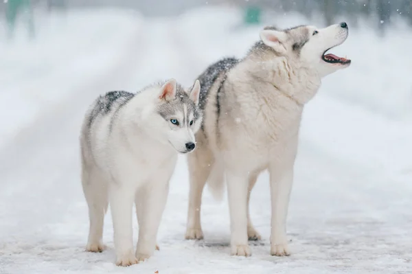 Vista Perto Cães Grandes Siberianos Husky Parque Inverno — Fotografia de Stock