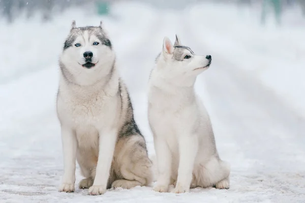 Zár Megjelöl Kilátás Nagy Szibériai Husky Kutyák Ban Winter Park — Stock Fotó