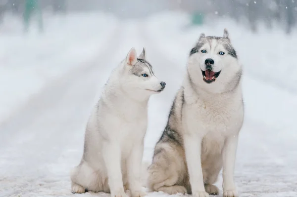 Close Van Grote Siberische Husky Honden Winter Park — Stockfoto