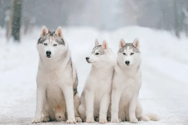 Zár Megjelöl Kilátás Nagy Szibériai Husky Kutyák Ban Winter Park — Stock Fotó