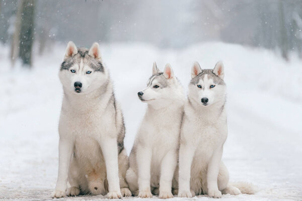 Close up view of big siberian husky dogs in winter park