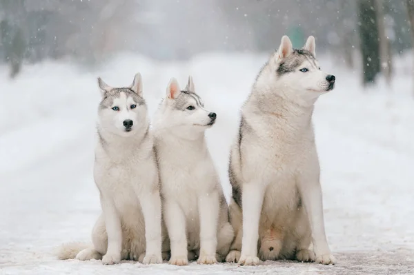 Vista Cerca Los Grandes Perros Husky Siberianos Parque Invierno —  Fotos de Stock