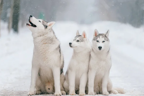 Close View Big Siberian Husky Dogs Winter Park — Stock Photo, Image