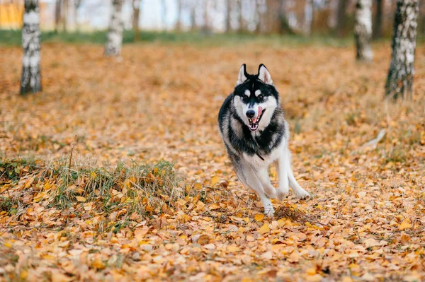 Закрытый Вид Большую Собаку Хаски Осеннем Парке — стоковое фото