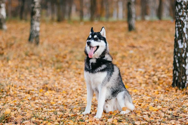 Κλείνω Πάνω Θέα Μεγάλο Μεγαλόσωμος Σκύλος Στο Πάρκο Φθινόπωρο — Φωτογραφία Αρχείου