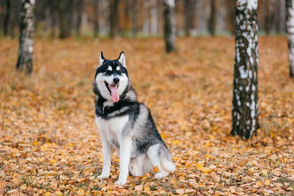 Vista Vicino Del Grande Cane Husky Nel Parco Autunnale — Foto Stock