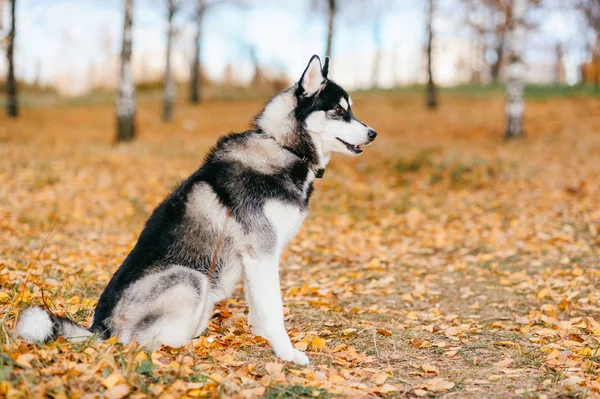 Zár Megjelöl Kilátás Nagy Husky Kutya Őszi Parkban — Stock Fotó