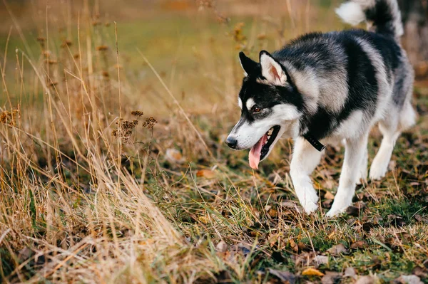 Großer Husky Hund Aus Nächster Nähe Herbstpark — Stockfoto