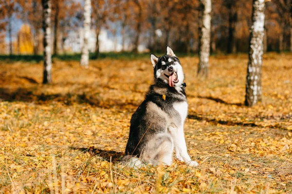 Κλείνω Πάνω Θέα Μεγάλο Μεγαλόσωμος Σκύλος Στο Πάρκο Φθινόπωρο — Φωτογραφία Αρχείου