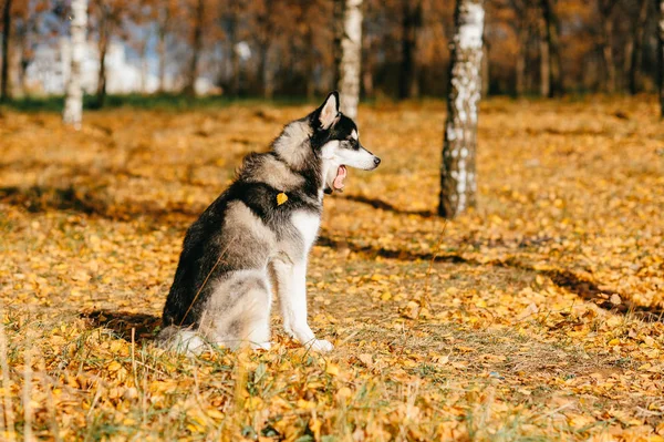 Stäng Upp Stora Husky Hunden Höst Park — Stockfoto