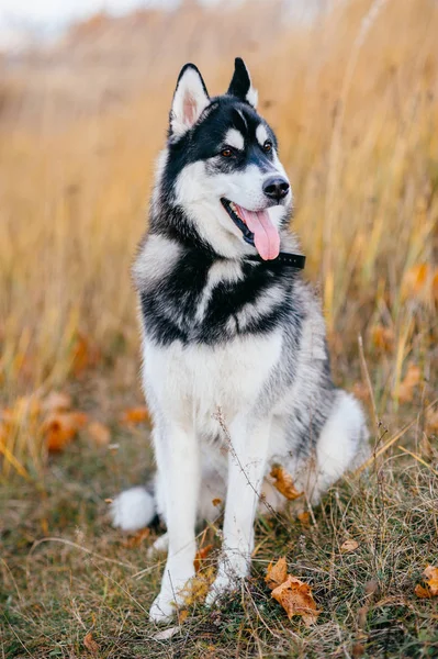 Крупним Планом Вид Великого Хаскі Собаку Осінньому Парку — стокове фото