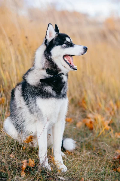 Zár Megjelöl Kilátás Nagy Husky Kutya Őszi Parkban — Stock Fotó