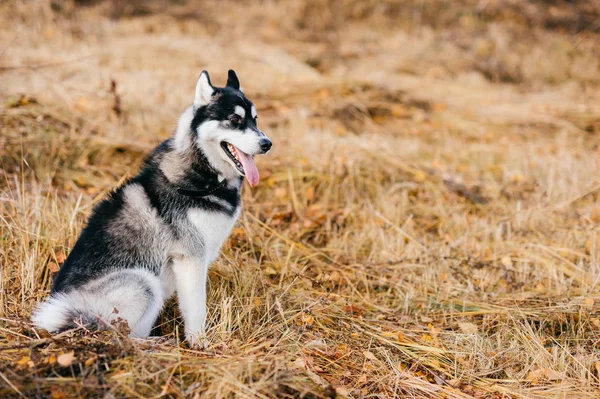 Vista Vicino Del Grande Cane Husky Nel Parco Autunnale — Foto Stock