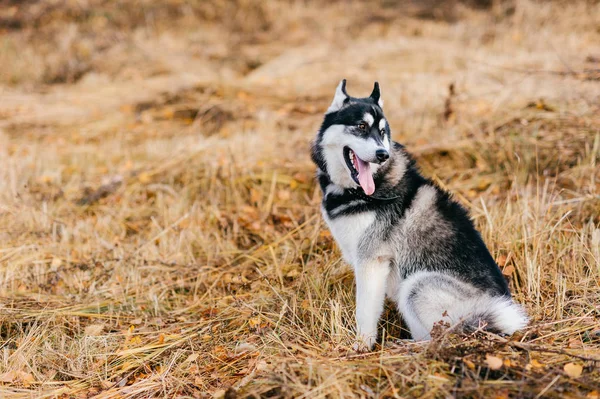 Vue Rapprochée Grand Chien Husky Dans Parc Automne — Photo