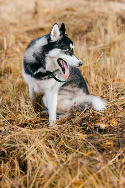 Vista Cerca Gran Perro Husky Parque Otoño —  Fotos de Stock