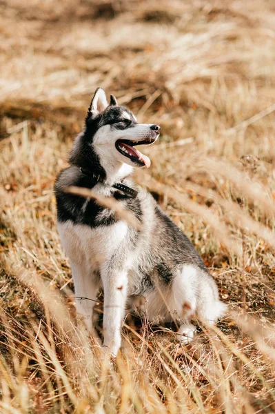 Vista Vicino Del Grande Cane Husky Nel Parco Autunnale — Foto Stock