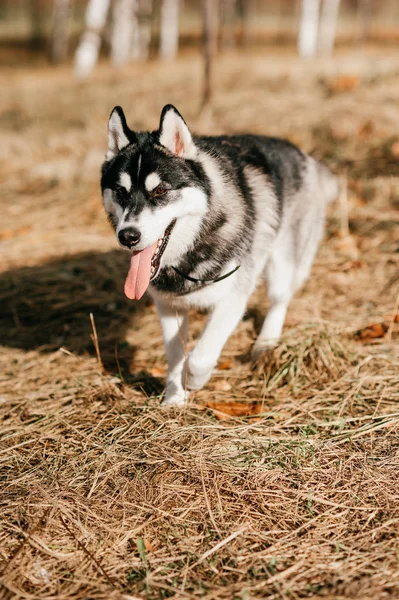 Zbliżenie Wielki Pies Husky Jesienny Park — Zdjęcie stockowe