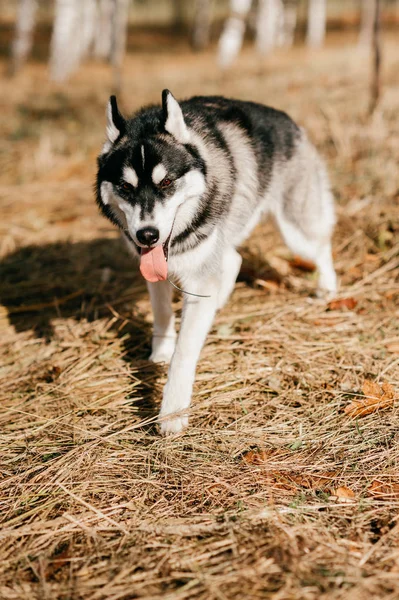 Vista Cerca Gran Perro Husky Parque Otoño —  Fotos de Stock