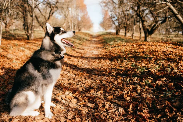 Stäng Upp Stora Husky Hunden Höst Park — Stockfoto