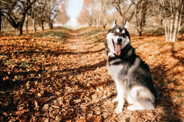 Vista Perto Cão Grande Husky Parque Outono — Fotografia de Stock