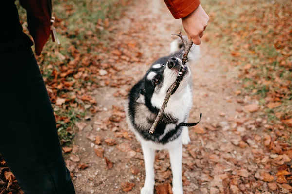 Büyük Husky Köpek Sonbahar Park Kız Görünümünü Kapat — Stok fotoğraf