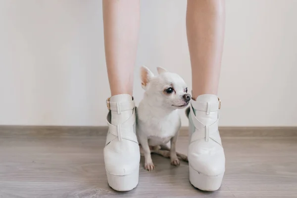 Närbild Bild Söta Chihuahua Valp Och Kvinnliga Ben — Stockfoto