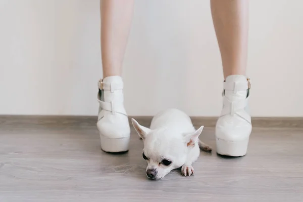 Vue Rapprochée Chihuahua Mignon Chiot Jambes Féminines — Photo