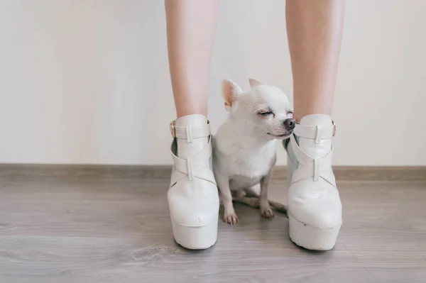 Närbild Bild Söta Chihuahua Valp Och Kvinnliga Ben — Stockfoto