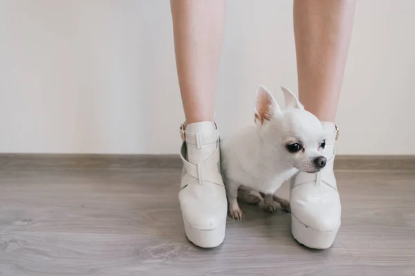 Vue Rapprochée Chihuahua Mignon Chiot Jambes Féminines — Photo