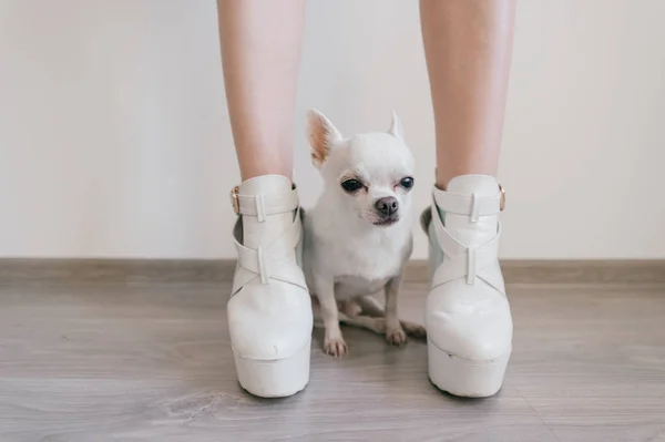 Närbild Bild Söta Chihuahua Valp Och Kvinnliga Ben — Stockfoto