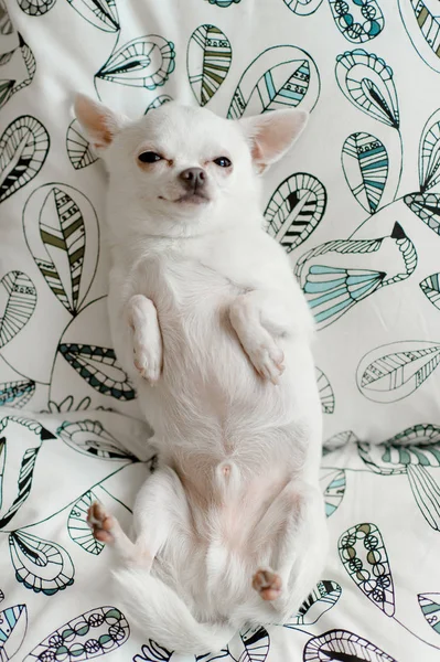 Vue Dessus Chihuahua Chiot Mignon Posant Sur Oreiller — Photo