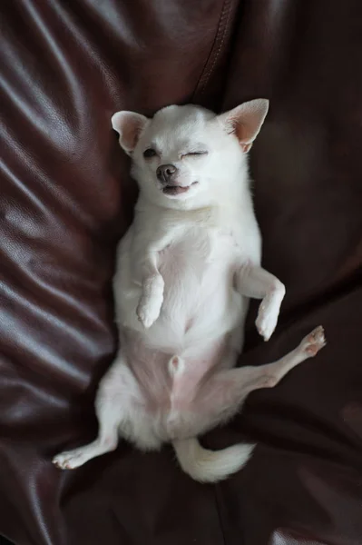 Vista Superior Cachorro Chihuahua Bonito Que Coloca Travesseiro — Fotografia de Stock