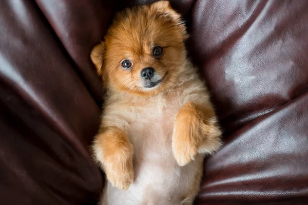 Vista Superior Filhote Cachorro Bonito Pomeranian Que Coloca Travesseiro — Fotografia de Stock