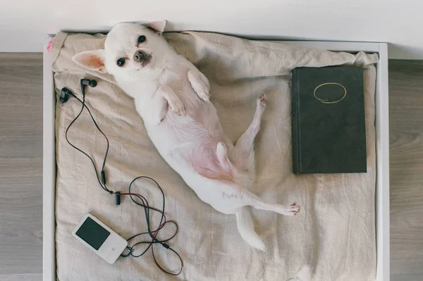 Chihuahua Chiot Mignon Avec Lecteur Multimédia Pose Sur Tapis Gris — Photo