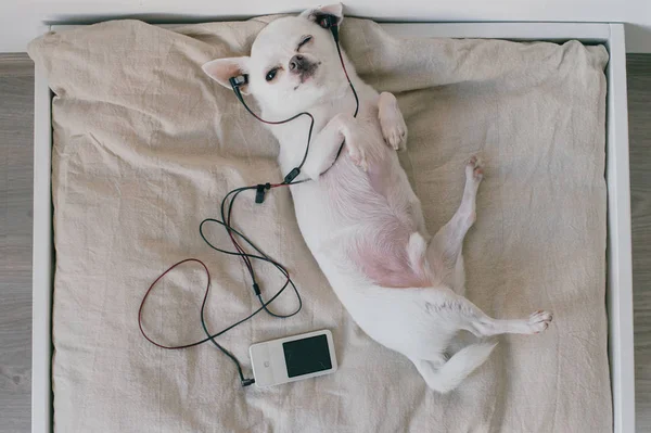 Chihuahua Chiot Mignon Avec Lecteur Multimédia Pose Sur Tapis Gris — Photo