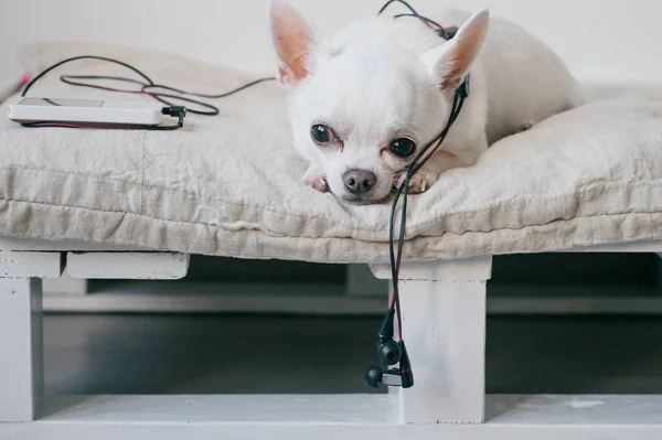 Chihuahua Chiot Mignon Avec Lecteur Multimédia Pose Sur Tapis Gris — Photo